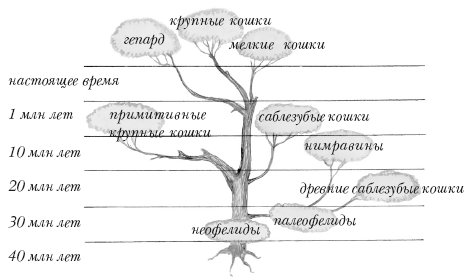 Картинки по запросу предки кошачьих