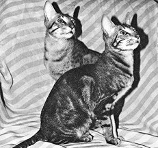сиамские кошки ее характер